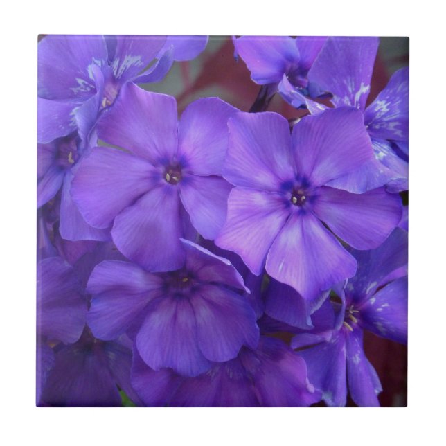 De Cerâmica Azulejo azul das flores do Phlox (Frente)