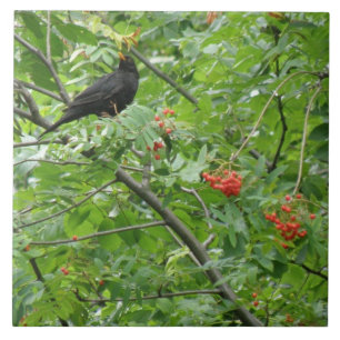 De Cerâmica Azulejo Blackbird e Berries