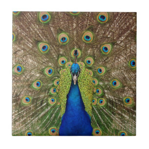 De Cerâmica Azulejo bonito do pavão e do impressão das penas