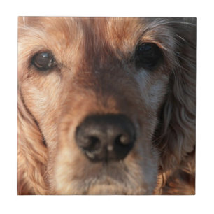 De Cerâmica Azulejo bonito do Spaniel