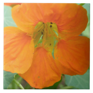 De Cerâmica Azulejo bonito Nasturtium Nasturtium