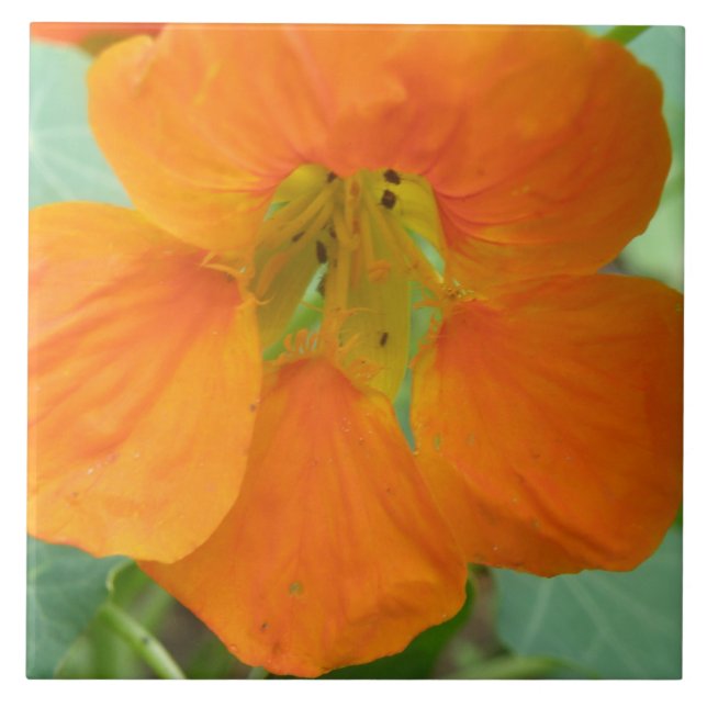 De Cerâmica Azulejo bonito Nasturtium Nasturtium (Frente)
