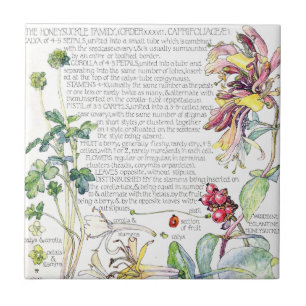 De Cerâmica Azulejo botânico das flores do Wildflower da