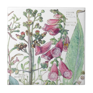 De Cerâmica Azulejo botânico das flores do Wildflower do