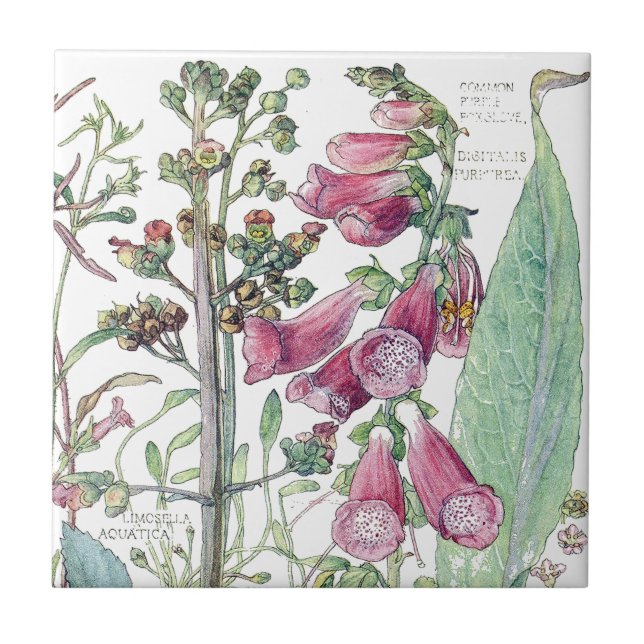 De Cerâmica Azulejo botânico das flores do Wildflower do (Frente)