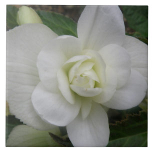 De Cerâmica Azulejo branco bonito