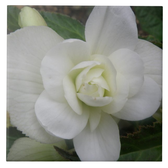 De Cerâmica Azulejo branco bonito (Frente)