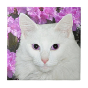 De Cerâmica Azulejo branco da cara do gato