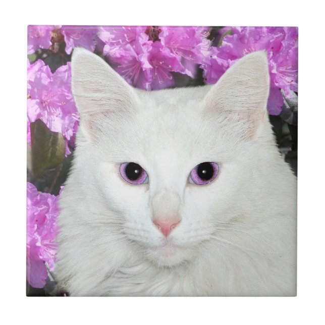 De Cerâmica Azulejo branco da cara do gato (Frente)