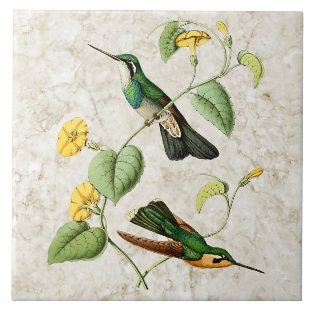De Cerâmica Azulejo branco do colibri da gema da montanha da (Frente)