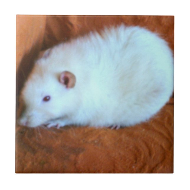 De Cerâmica Azulejo branco do rato do Snowball (Frente)