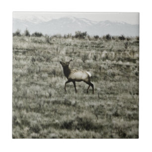 De Cerâmica Azulejo Bull Elk P2800