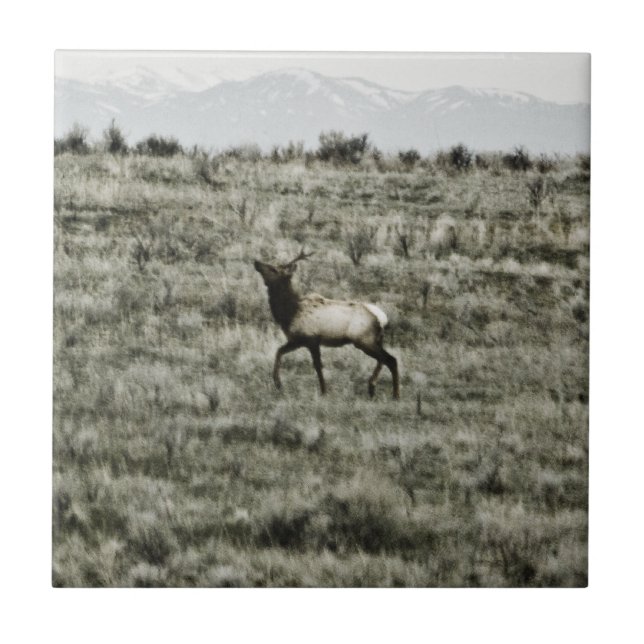 De Cerâmica Azulejo Bull Elk P2800 (Frente)
