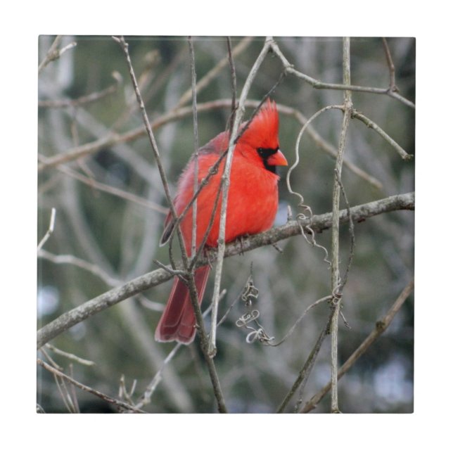 De Cerâmica Azulejo cardinal vermelho real (Frente)