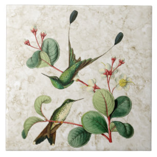 De Cerâmica Azulejo carreg dos colibris da cauda da raquete