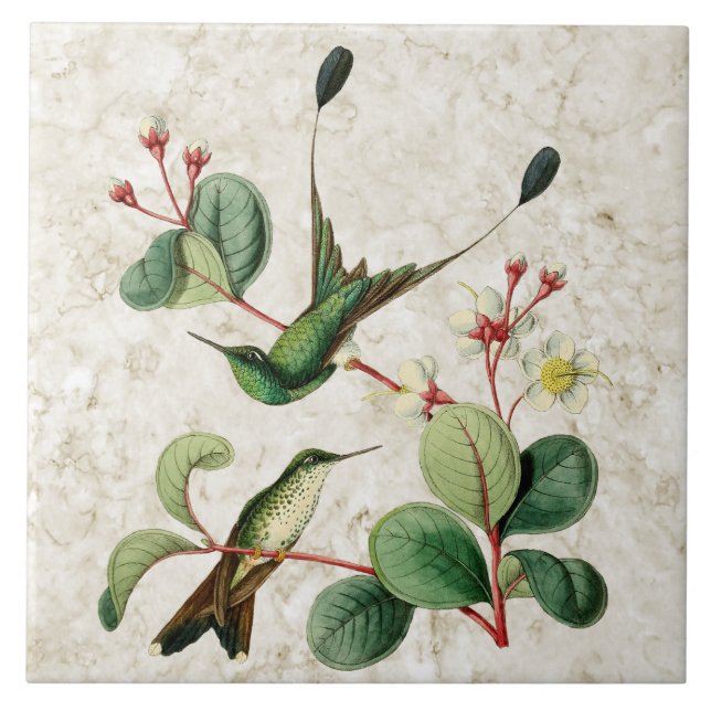 De Cerâmica Azulejo carreg dos colibris da cauda da raquete (Frente)