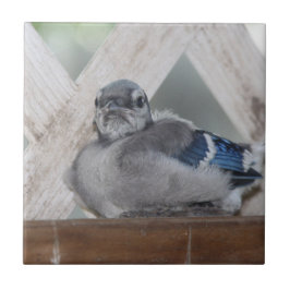 De Cerâmica Azulejo Cerâmico Baby Blue Jay