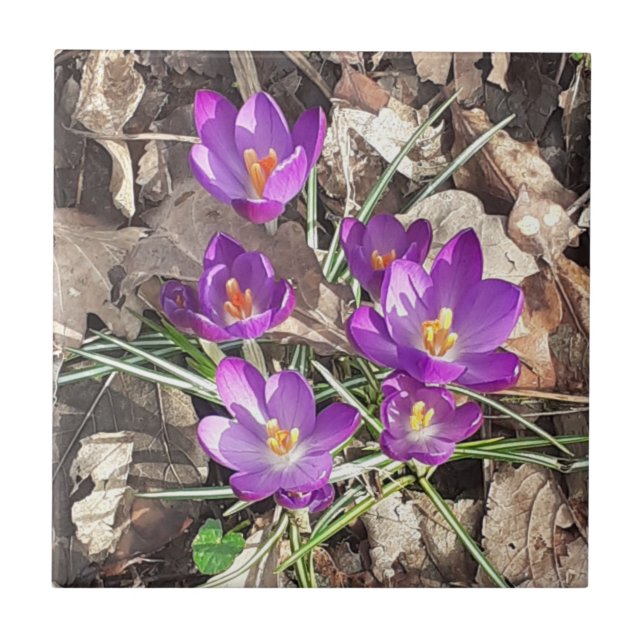 De Cerâmica Azulejo cerâmico Crocus Puro (Frente)