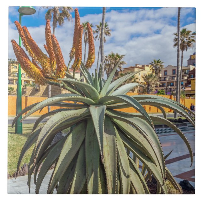 De Cerâmica Azulejo cerâmico da Aloe Vera (Frente)