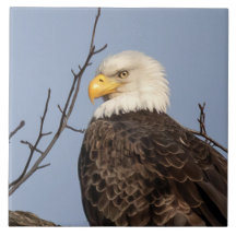 Azulejo Cerâmico da Bela Mãe (Águia)