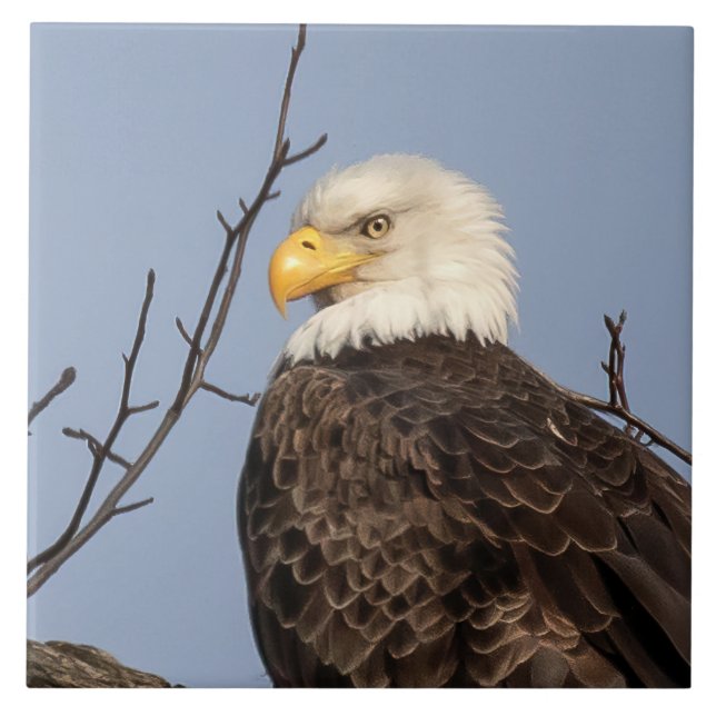 De Cerâmica Azulejo Cerâmico da Bela Mãe (Águia) (Frente)