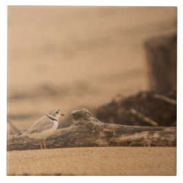 De Cerâmica Azulejo cerâmico da foto da tarambola tranqüila