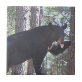 De Cerâmica Azulejo cerâmico do Black Bear