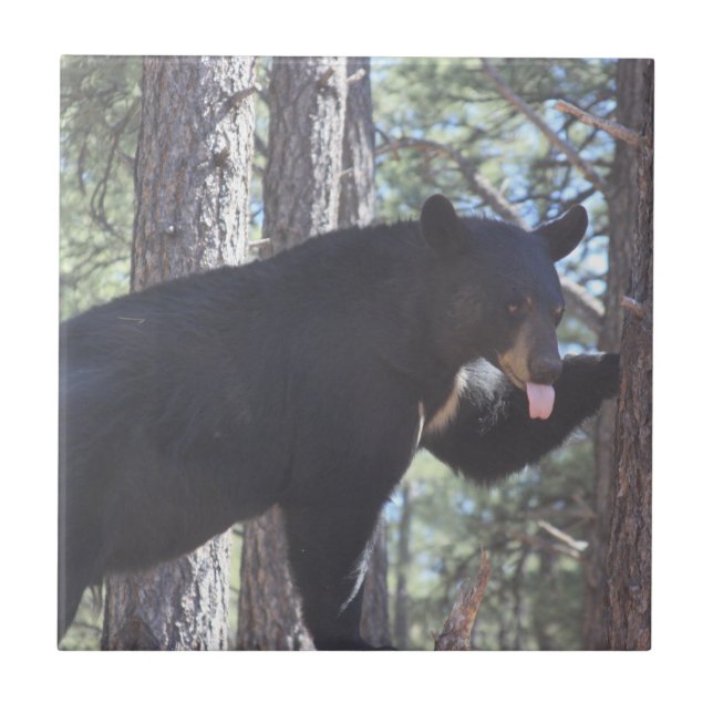 De Cerâmica Azulejo cerâmico do Black Bear (Frente)