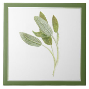 De Cerâmica Azulejo cerâmico FRESH SAGE 6"x6" (-text) Verde