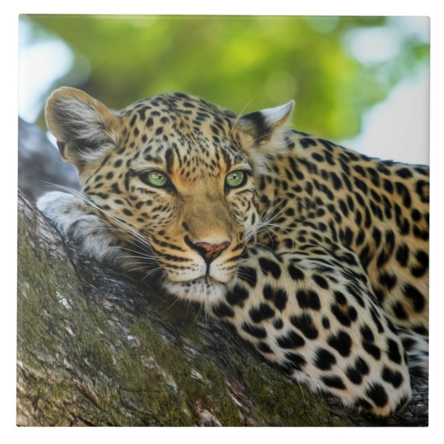 De Cerâmica Azulejo cerâmico leopardo (Frente)