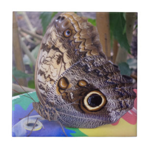 De Cerâmica Azulejo cerâmico pequeno da foto da borboleta