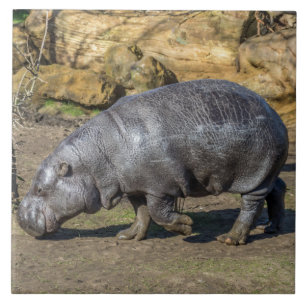 De Cerâmica azulejo cerâmico Pygmy