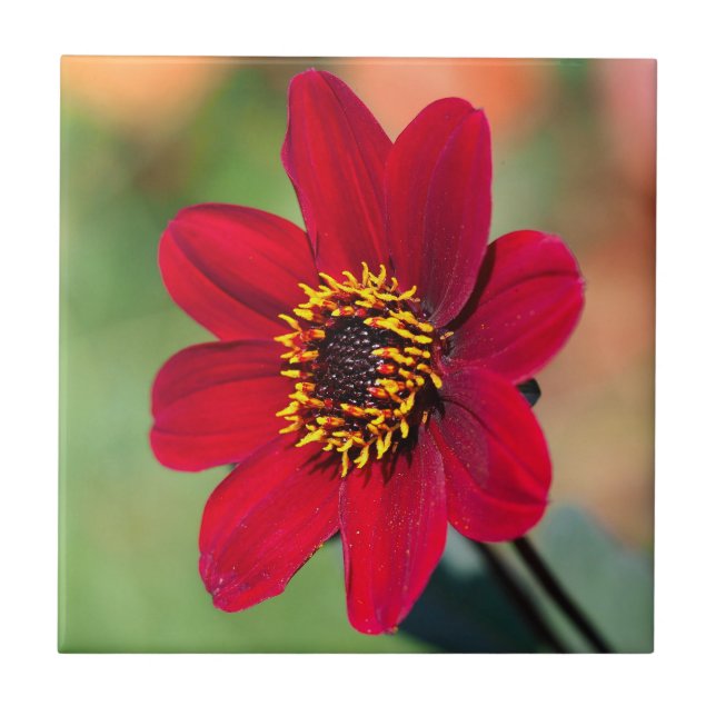 De Cerâmica Azulejo cerâmico Red Dahlia (Frente)