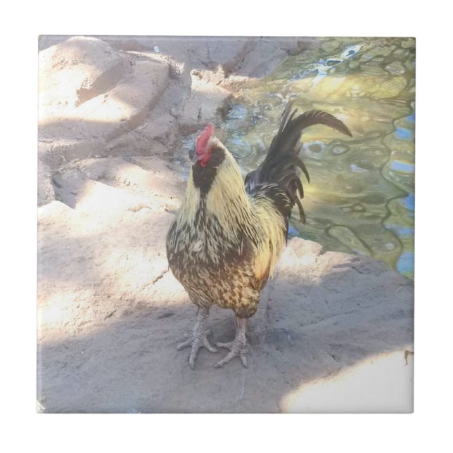 De Cerâmica Azulejo Cerâmico Rooster (Frente)