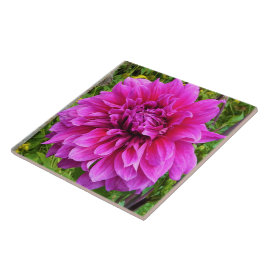 De Cerâmica Azulejo Cerâmico Rosa Dahlia