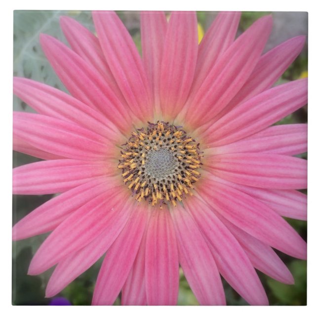 De Cerâmica Azulejo Cerâmico Rosa Gerbera Daisy (Frente)