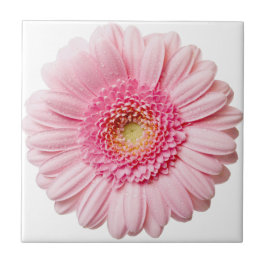 De Cerâmica Azulejo Cerâmico Rosa Gerbera Daisy