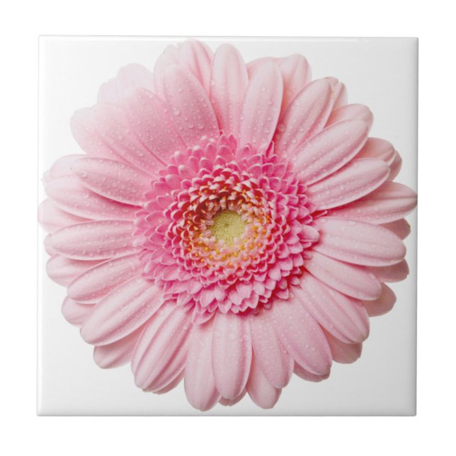 De Cerâmica Azulejo Cerâmico Rosa Gerbera Daisy (Frente)