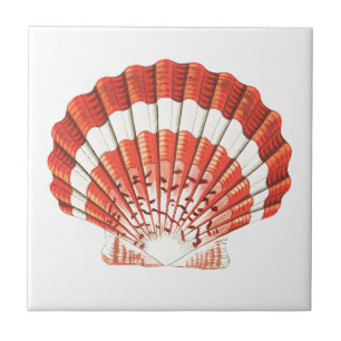 De Cerâmica azulejo CERAMICO "SCALLOP SEASHELL" SEALIFE