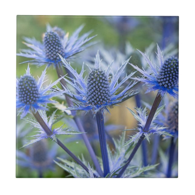 De Cerâmica Azulejo cerâmico Sea Holly 'Big Blue' (Frente)