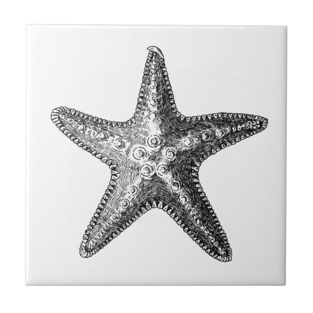 De Cerâmica azulejo CERAMICO SEALIFE (Frente)