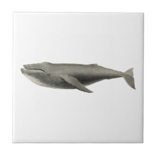 De Cerâmica azulejo CERAMICO SEALIFE