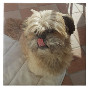 De Cerâmica azulejo cerâmico Shih Tzu