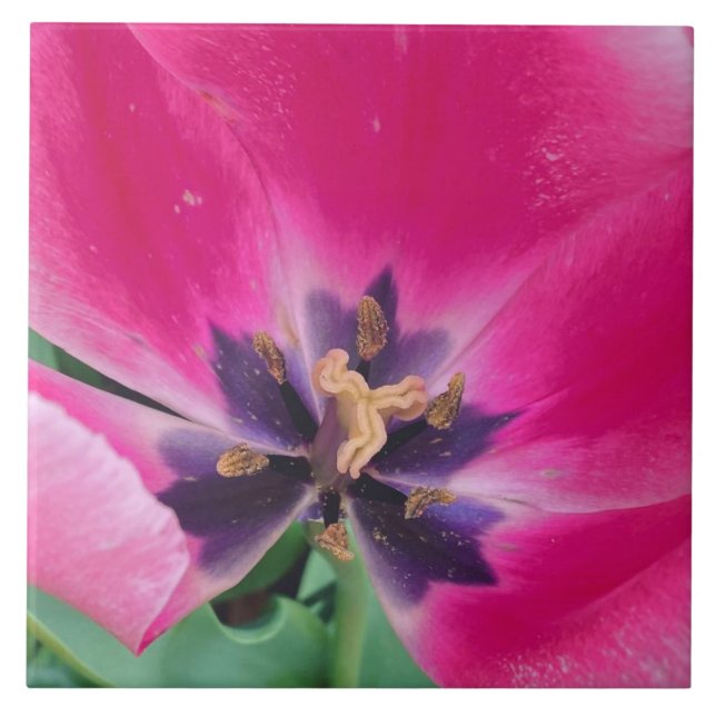 De Cerâmica Azulejo Cerâmico Tulip Rosa (Frente)