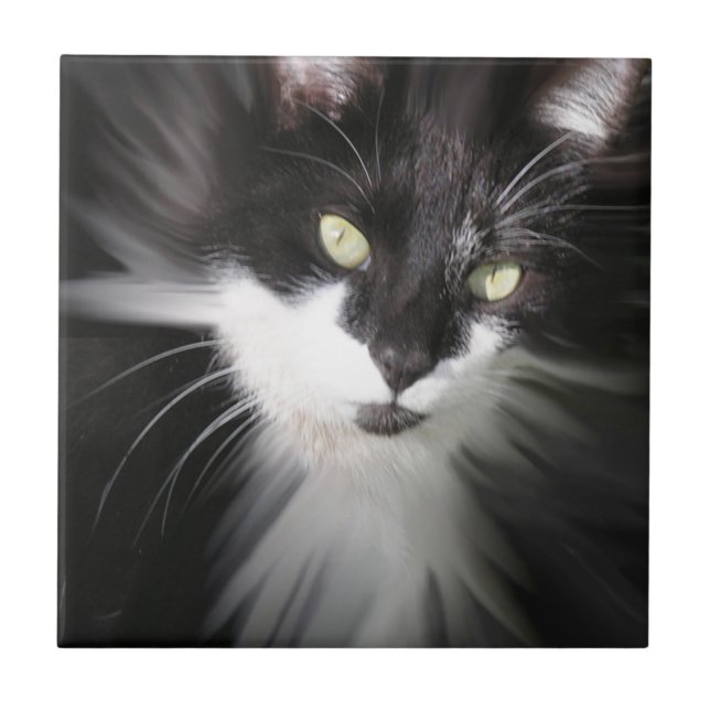 De Cerâmica Azulejo Cerâmico Tuxedo Cat (Frente)