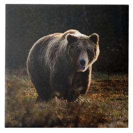 De Cerâmica Azulejo Cerâmico Urso