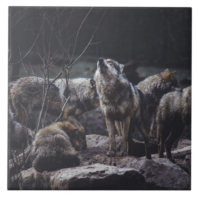 De Cerâmica Azulejo Cerâmico Wolf Pack (Frente)