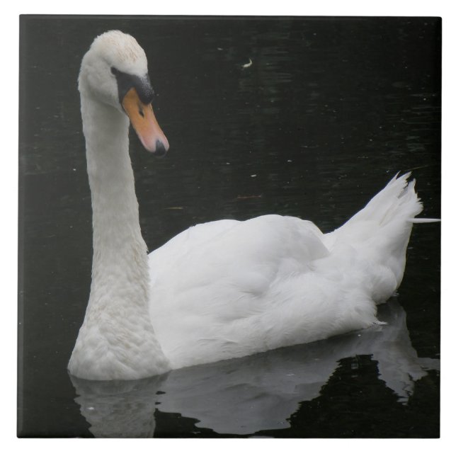 De Cerâmica Azulejo Cisne Branco Lindo (Frente)