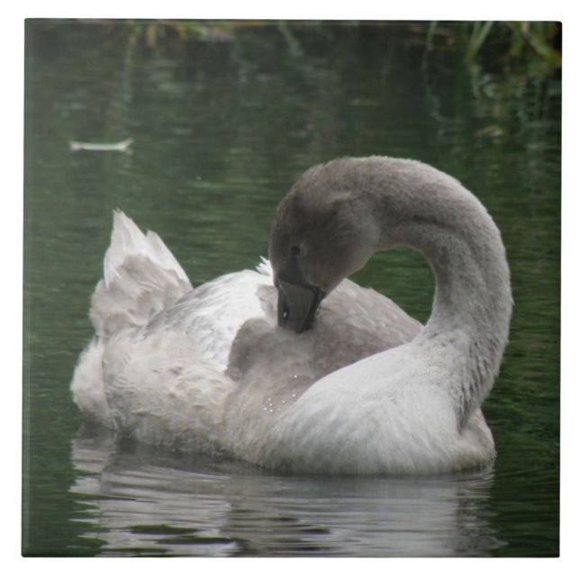 De Cerâmica Azulejo Cisne Sonolento (Frente)