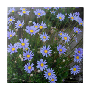 De Cerâmica Azulejo com as flores do Marguerite azul